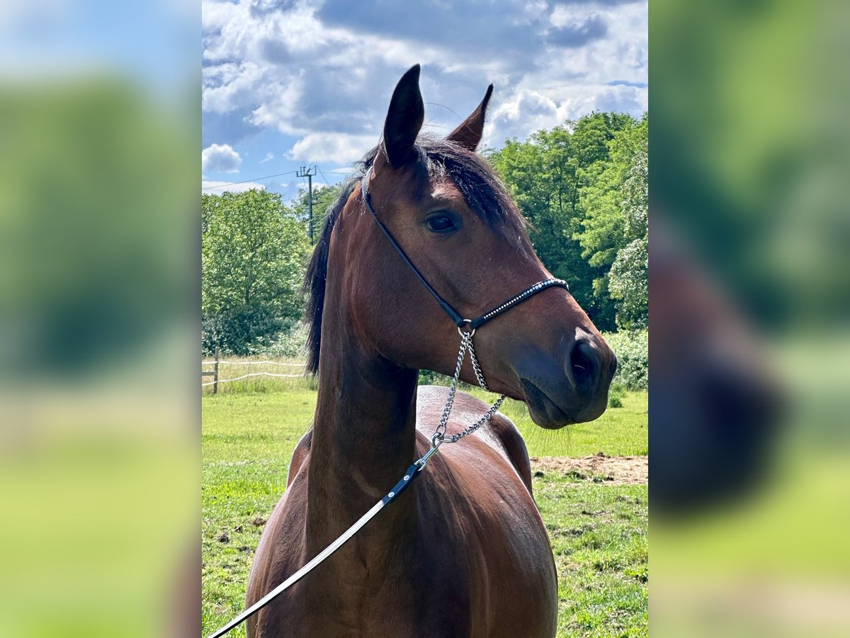 Trakehner Giumenta 3 Anni 165 cm Baio in Langenhagen