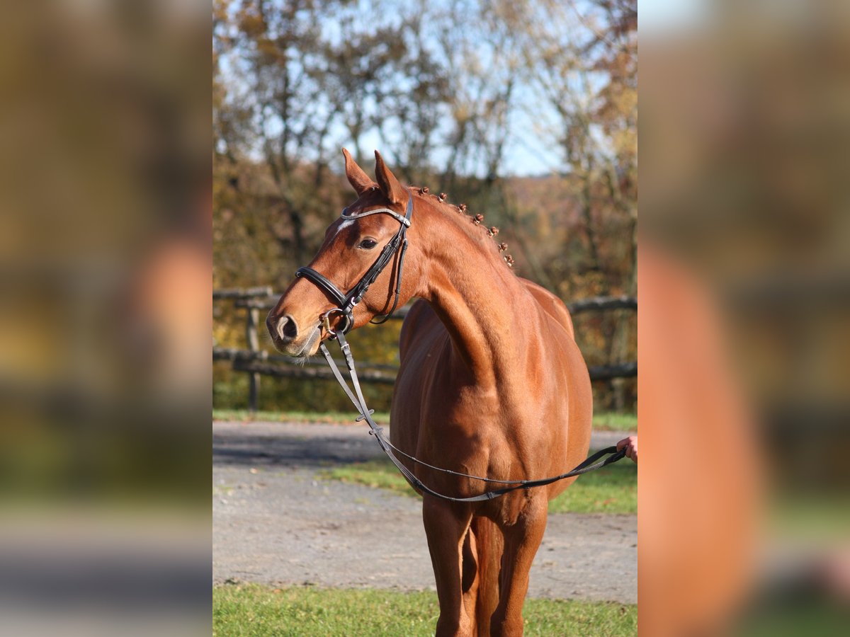 Trakehner Giumenta 3 Anni 165 cm Sauro in Bodenfelde