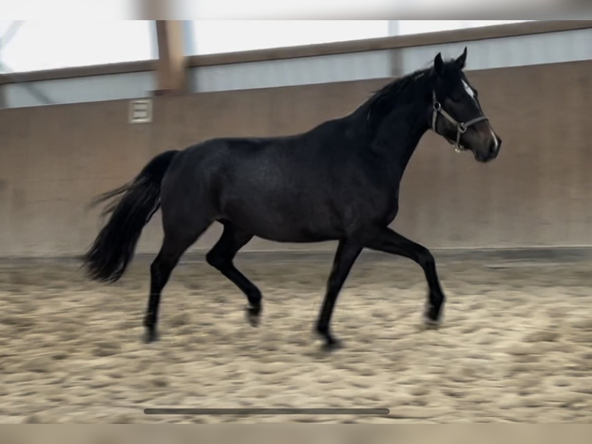 Trakehner Giumenta 3 Anni 167 cm Può diventare grigio in Vechta