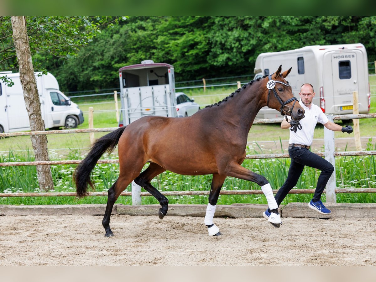 Trakehner Giumenta 3 Anni 169 cm Baio in Neumünster