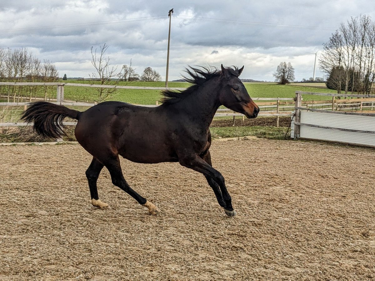 Trakehner Giumenta 3 Anni 170 cm Baio scuro in Nellingen Aichen