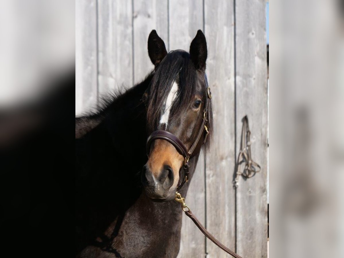 Trakehner Giumenta 4 Anni 160 cm Baio in Günzburg