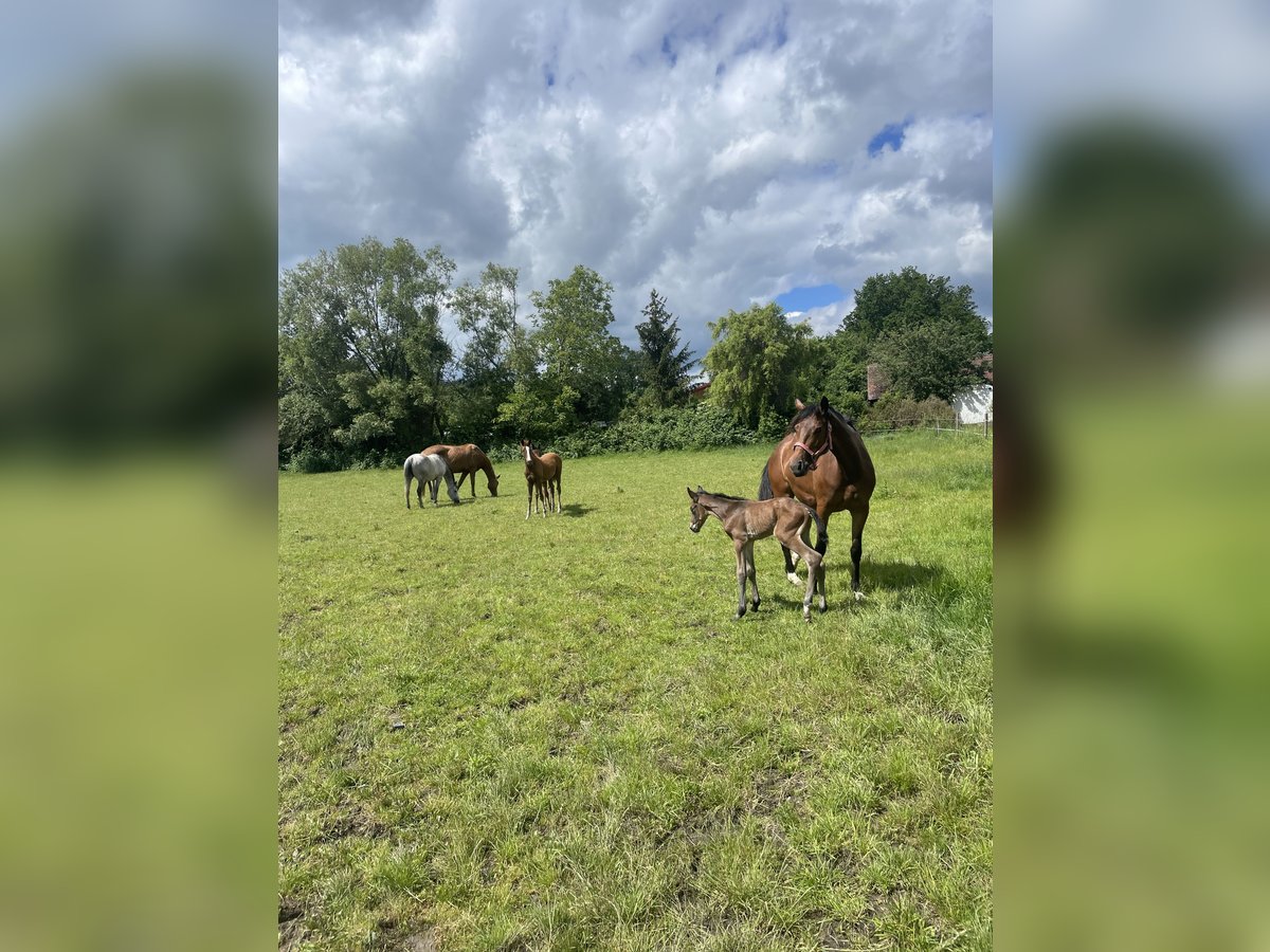 Trakehner Giumenta 4 Anni 162 cm Baio in Weißenburg in Bayern