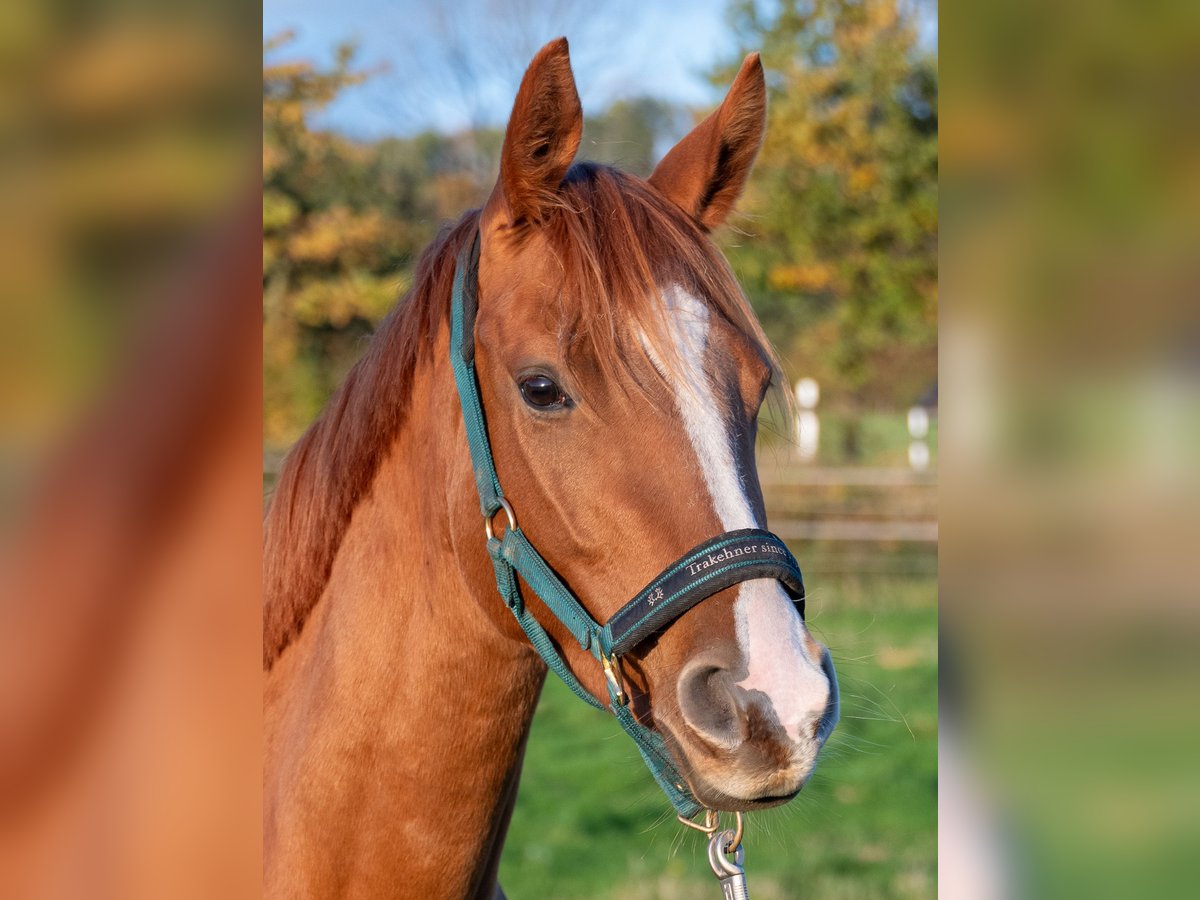 Trakehner Giumenta 4 Anni 163 cm Sauro in Kneitlingen