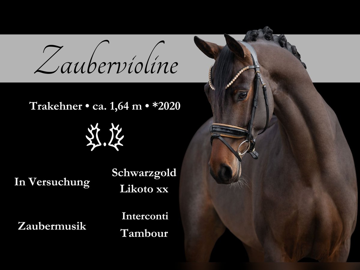 Trakehner Giumenta 4 Anni 165 cm Baio scuro in Wehringen