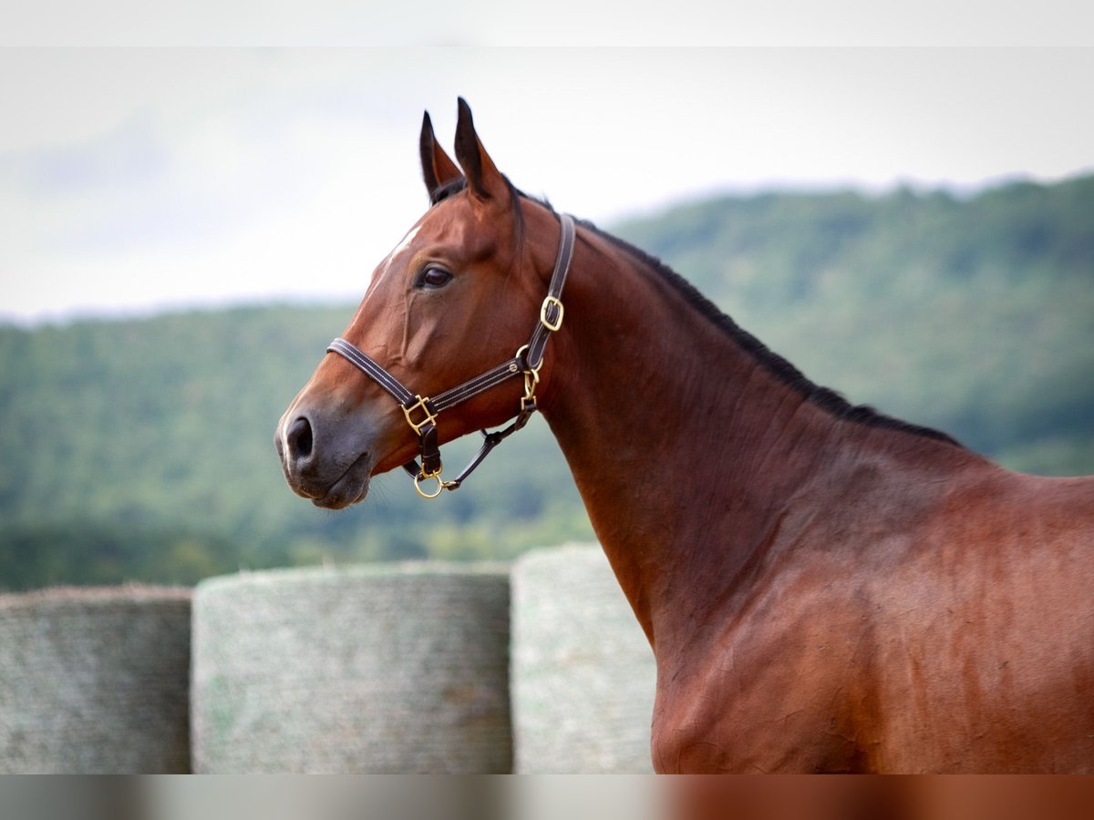 Trakehner Giumenta 4 Anni 166 cm Baio in Aytos