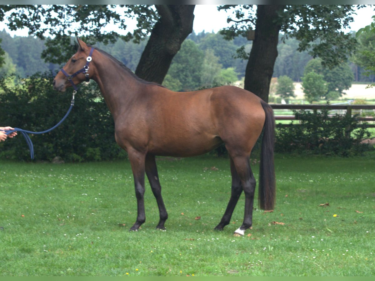 Trakehner Giumenta 4 Anni 168 cm Baio in Walsrode