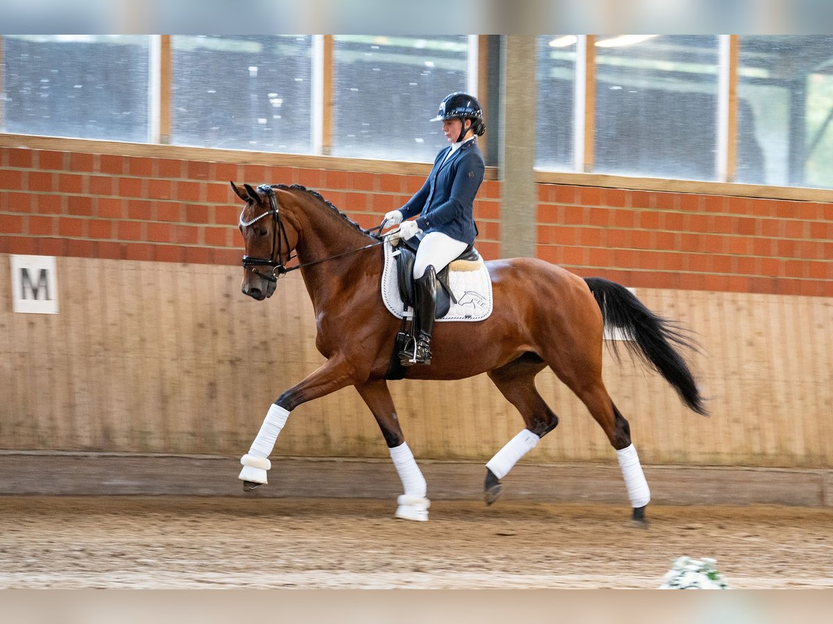 Trakehner Giumenta 4 Anni 168 cm Baio in Warendorf