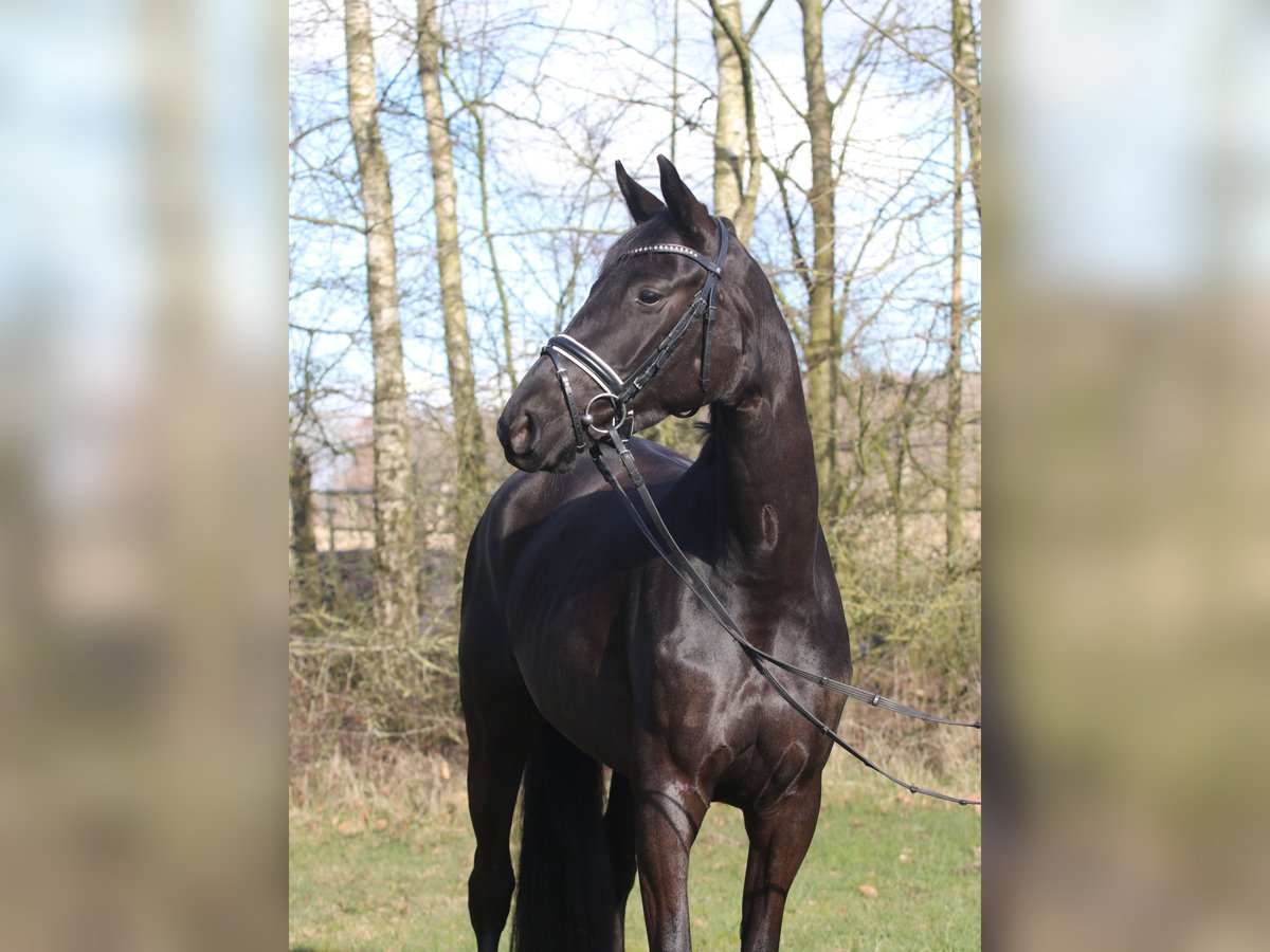 Trakehner Giumenta 4 Anni 168 cm Morello in Hollenstedt