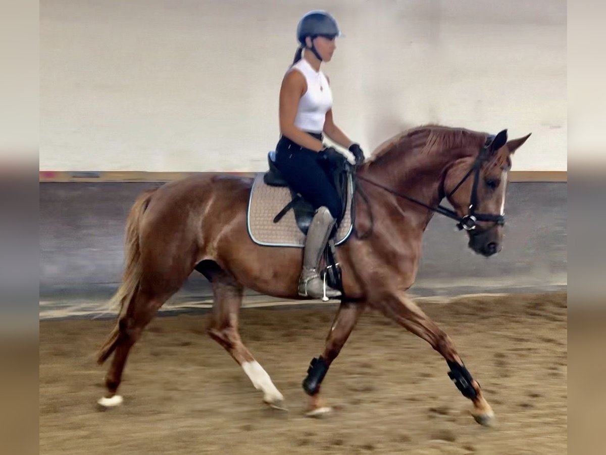 Trakehner Giumenta 4 Anni 168 cm Sauro in Waakirchen