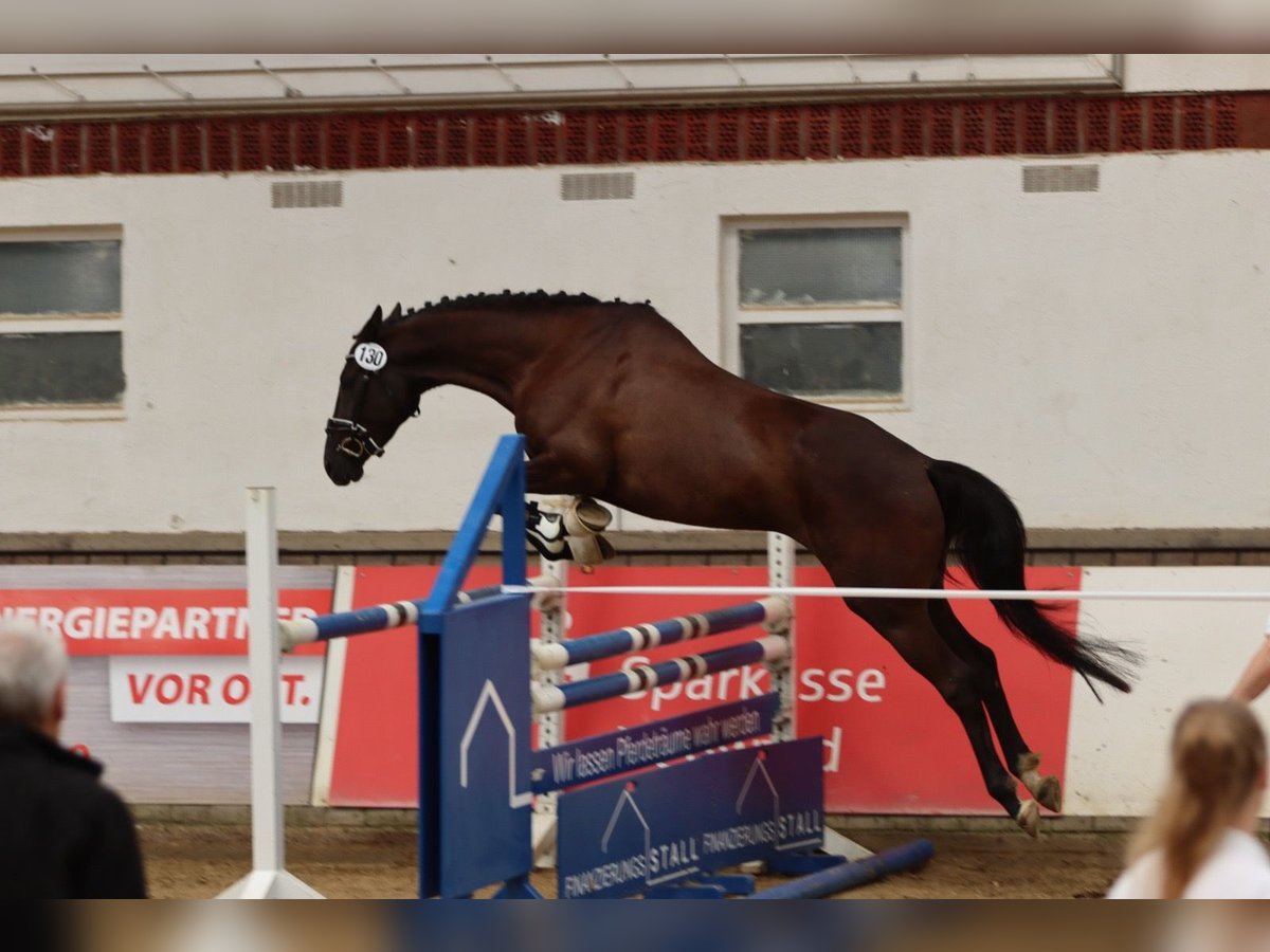 Trakehner Giumenta 5 Anni 163 cm Morello in Nümbrecht