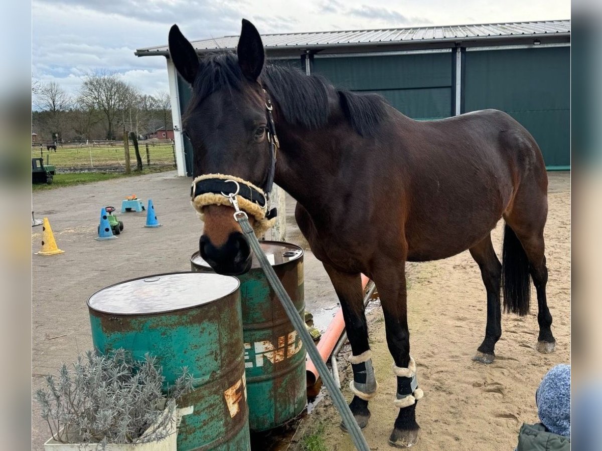 Trakehner Giumenta 5 Anni 166 cm Baio scuro in Soltau