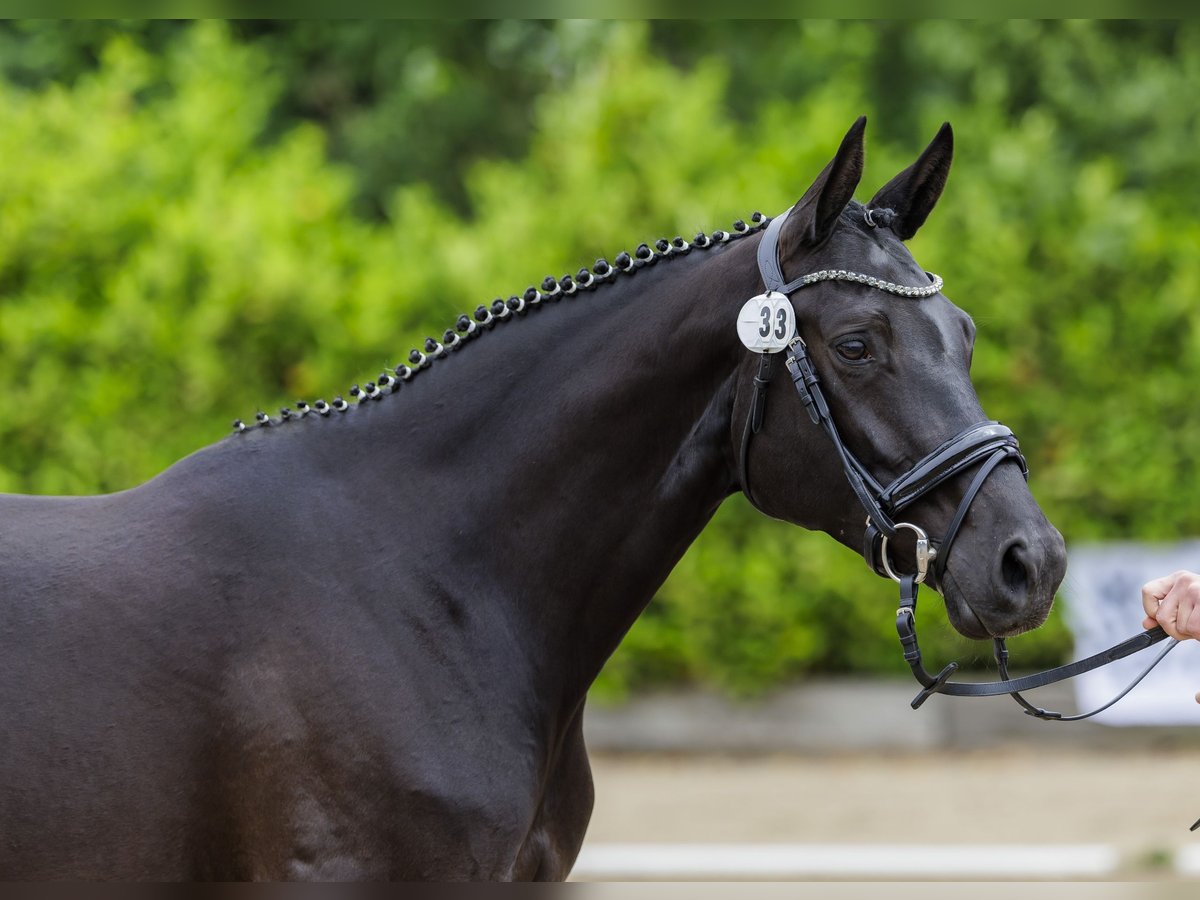 Trakehner Giumenta 5 Anni 166 cm Morello in Bosau