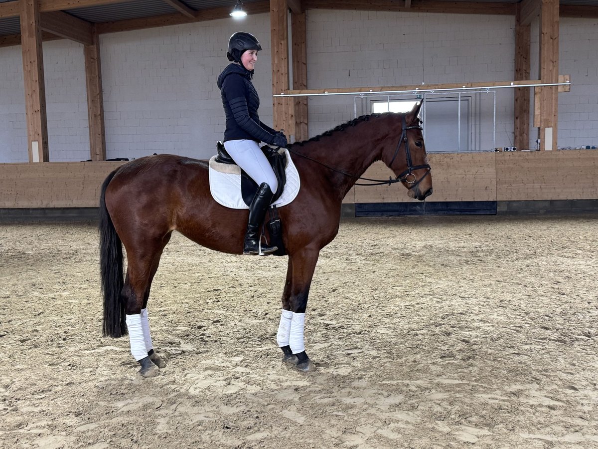 Trakehner Giumenta 5 Anni 169 cm Baio in Ganschow