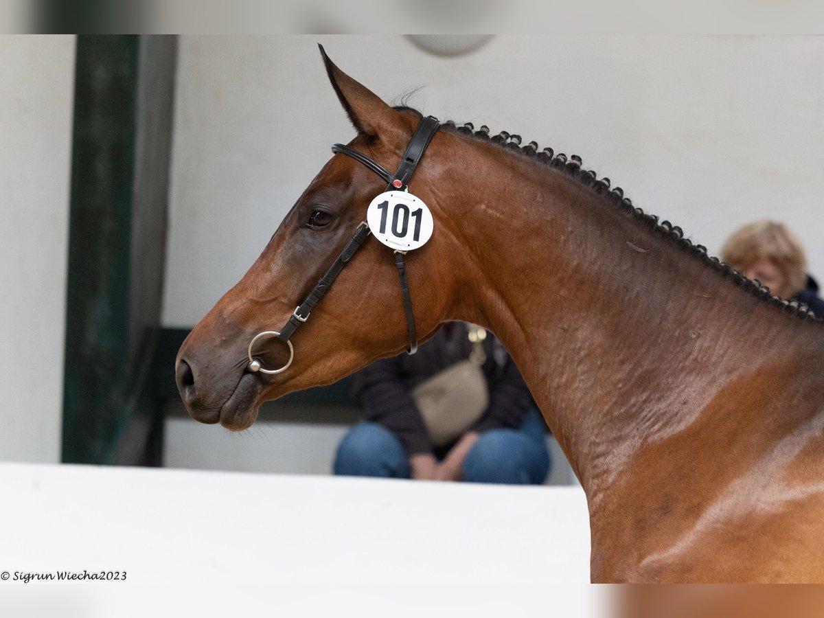 Trakehner Giumenta 5 Anni 171 cm Baio in Kleve