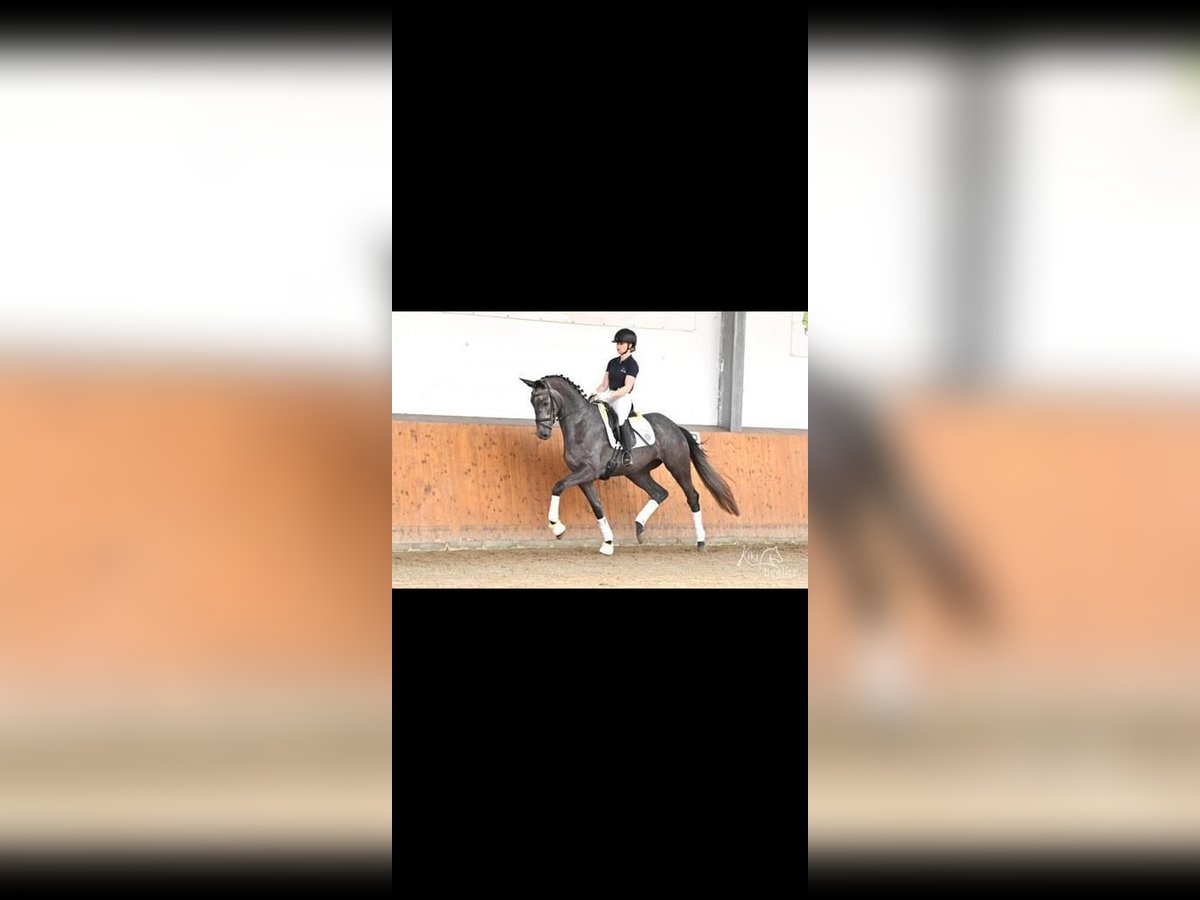 Trakehner Giumenta 5 Anni 172 cm Grigio in Bodenfelde