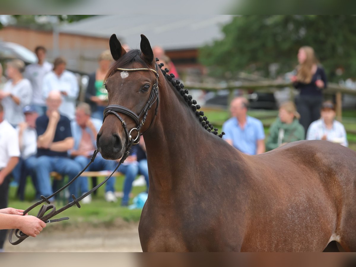 Trakehner Giumenta 5 Anni Baio in Walsrode