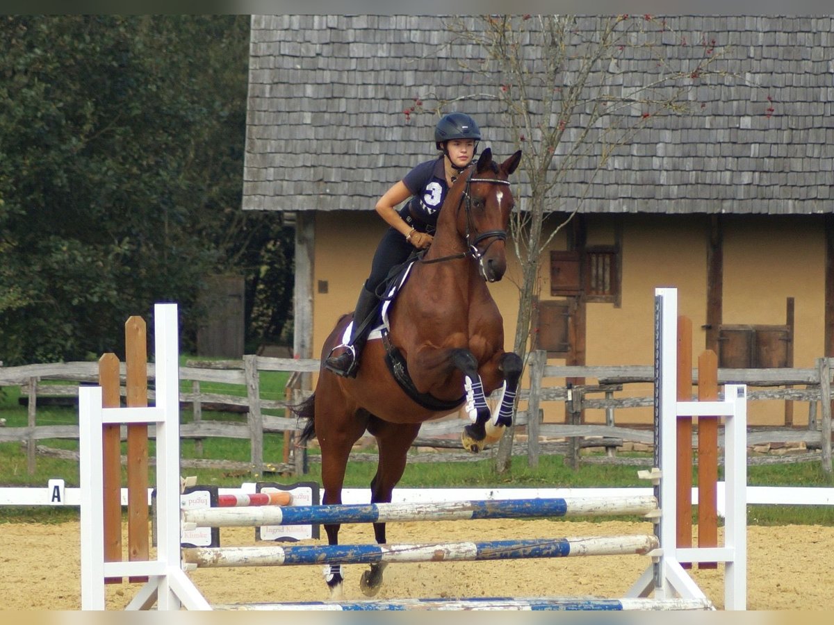 Trakehner Giumenta 6 Anni 162 cm Baio in Bodenfelde/Nienover