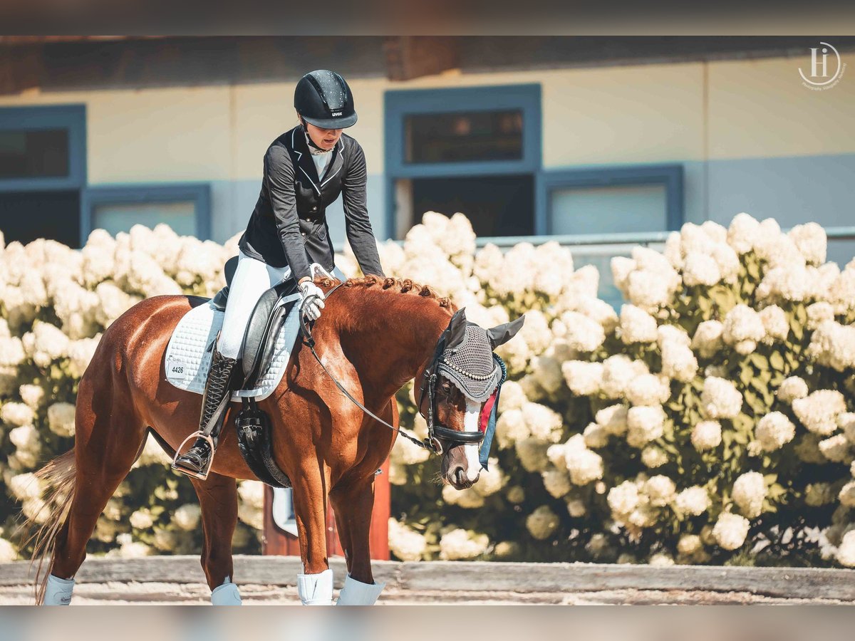 Trakehner Giumenta 6 Anni 163 cm Sauro in Winklpoint