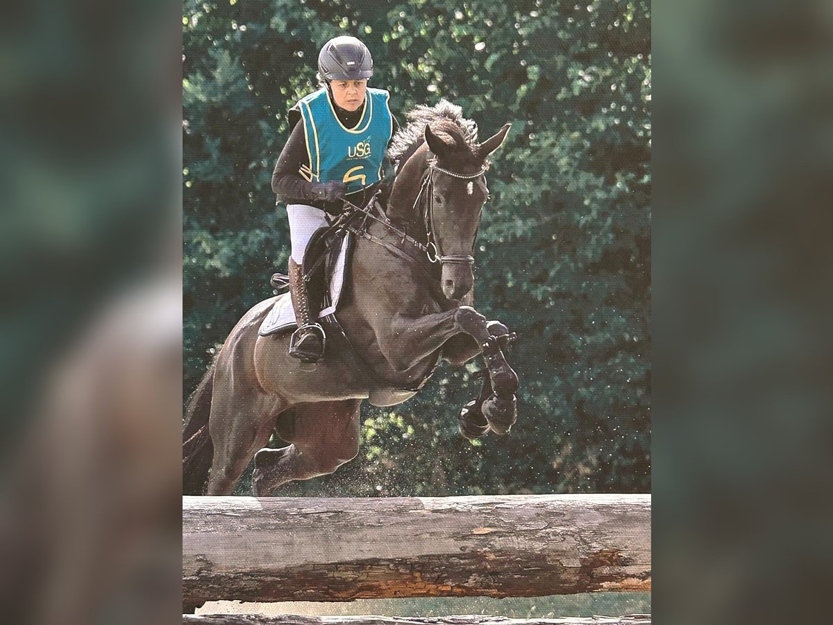 Trakehner Giumenta 6 Anni 165 cm Morello in Bosau