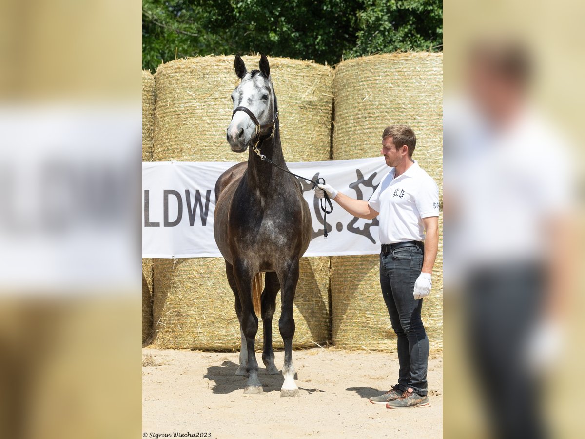 Trakehner Giumenta 7 Anni 163 cm Grigio in Aytos