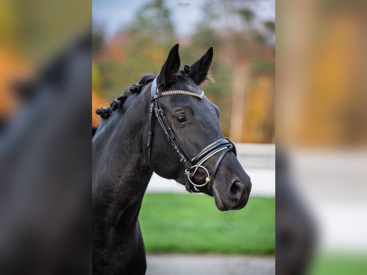 Trakehner Giumenta 7 Anni 164 cm Baio nero in Barłomino