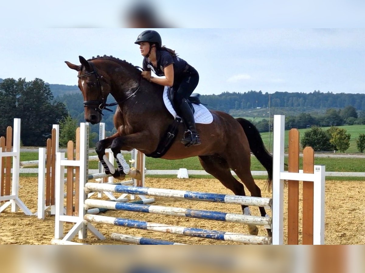 Trakehner Giumenta 7 Anni 165 cm Baio in Bidenfelde