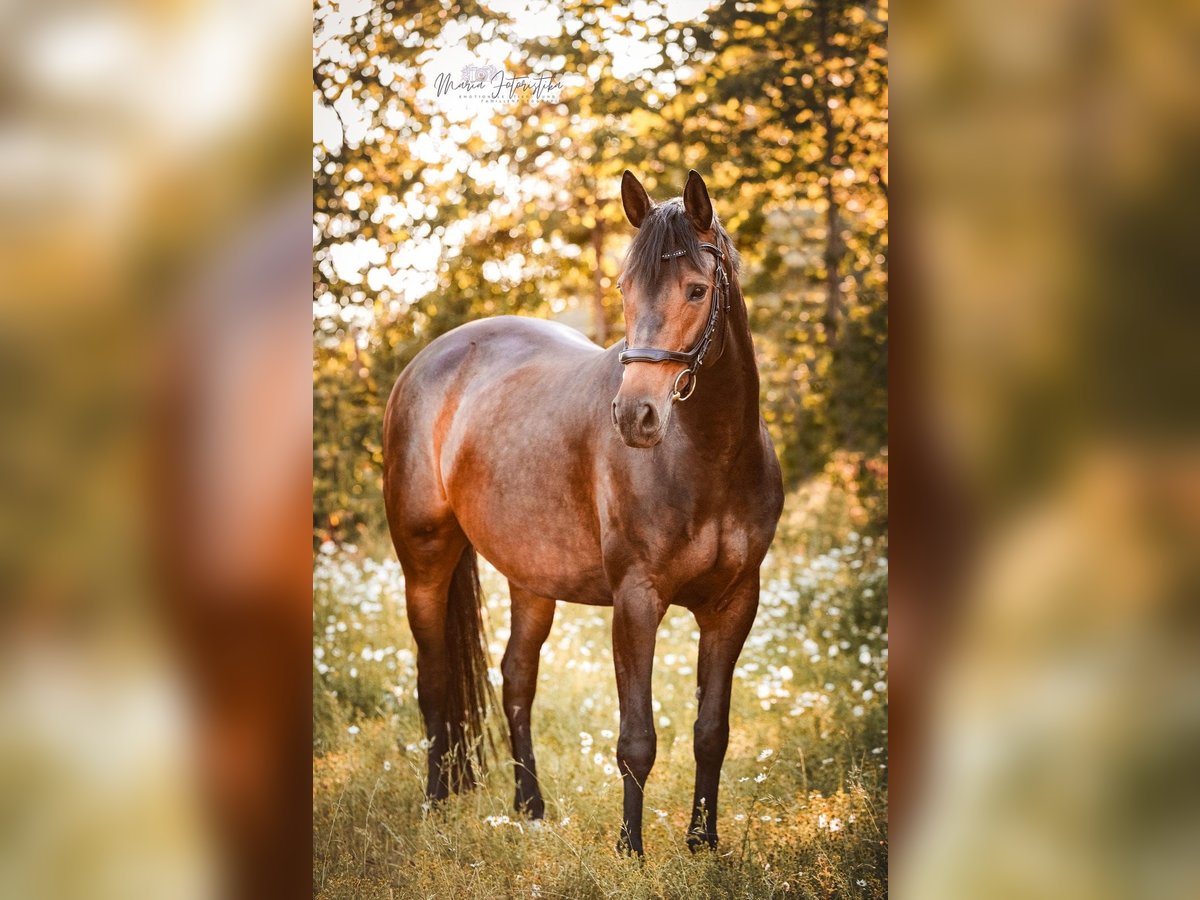 Trakehner Giumenta 7 Anni 166 cm Baio in Burgstädt