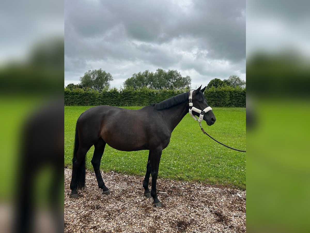 Trakehner Giumenta 7 Anni 168 cm Baio scuro in Grafing bei München