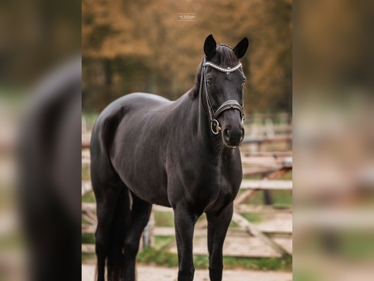 Trakehner Giumenta 7 Anni 170 cm Morello in Meerlo