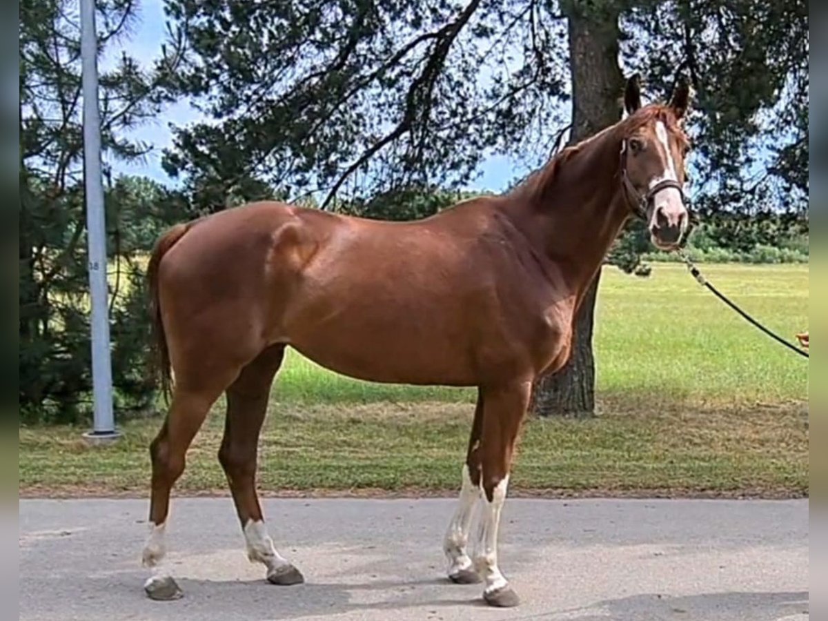 Trakehner Giumenta 7 Anni 173 cm Sauro in Großostheim