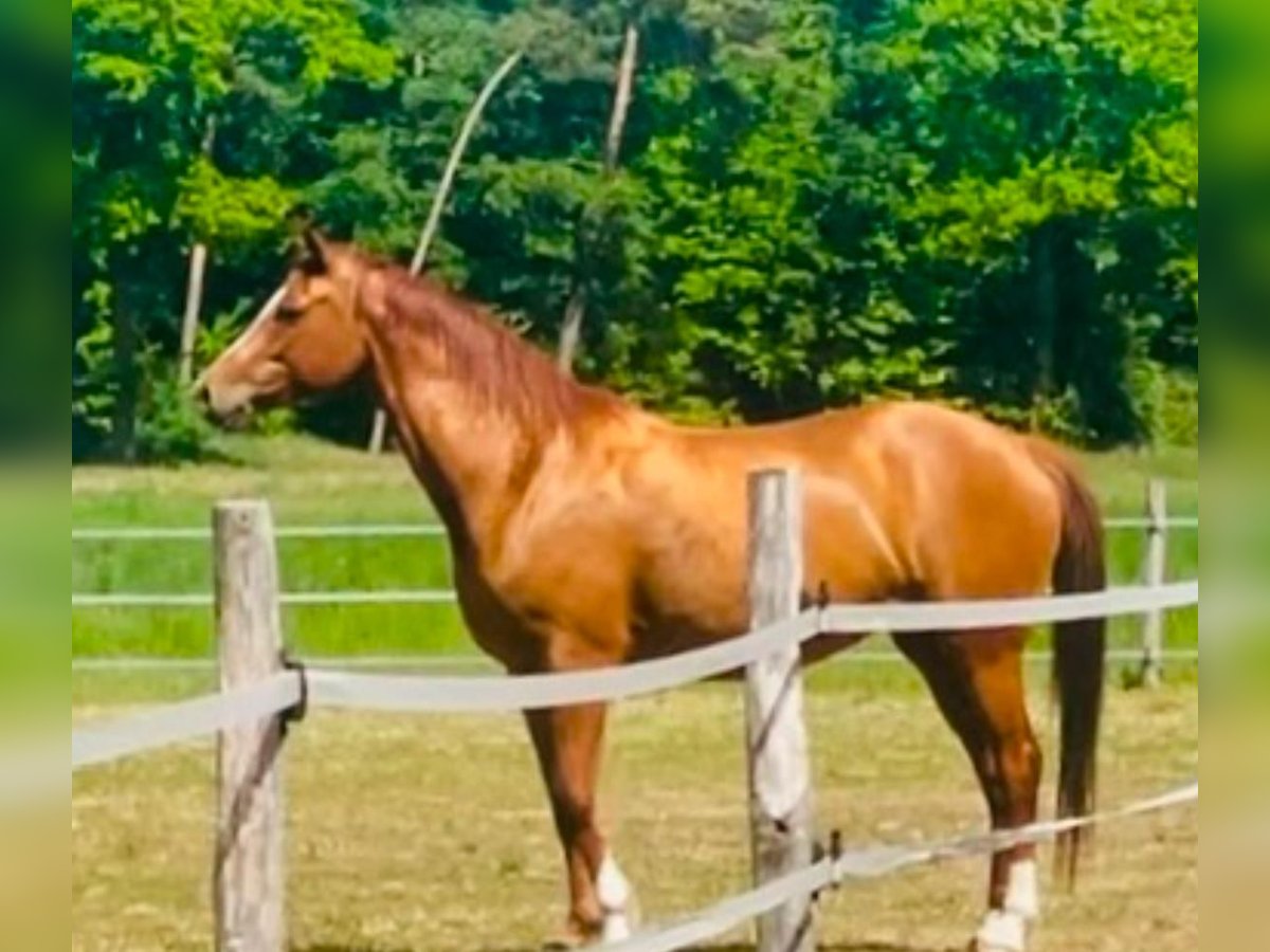 Trakehner Giumenta 8 Anni 164 cm Sauro in Dickel