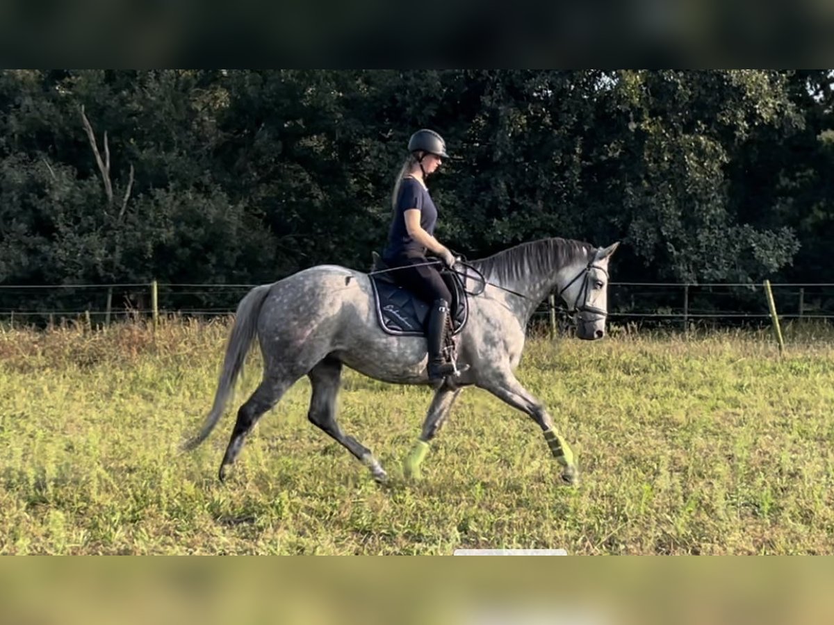 Trakehner Giumenta 8 Anni 168 cm Grigio pezzato in Vechta