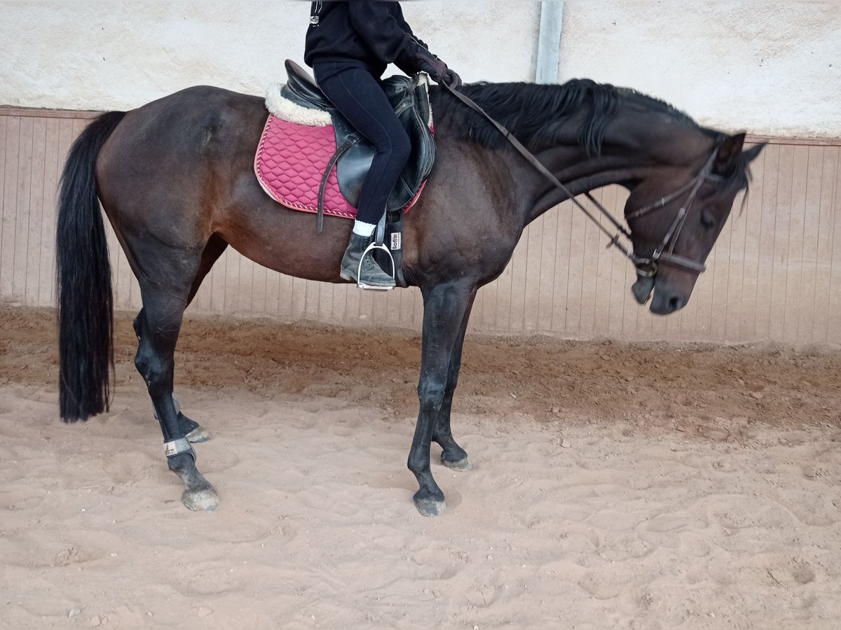 Trakehner Giumenta 9 Anni 165 cm Baio scuro in Höheischweiler