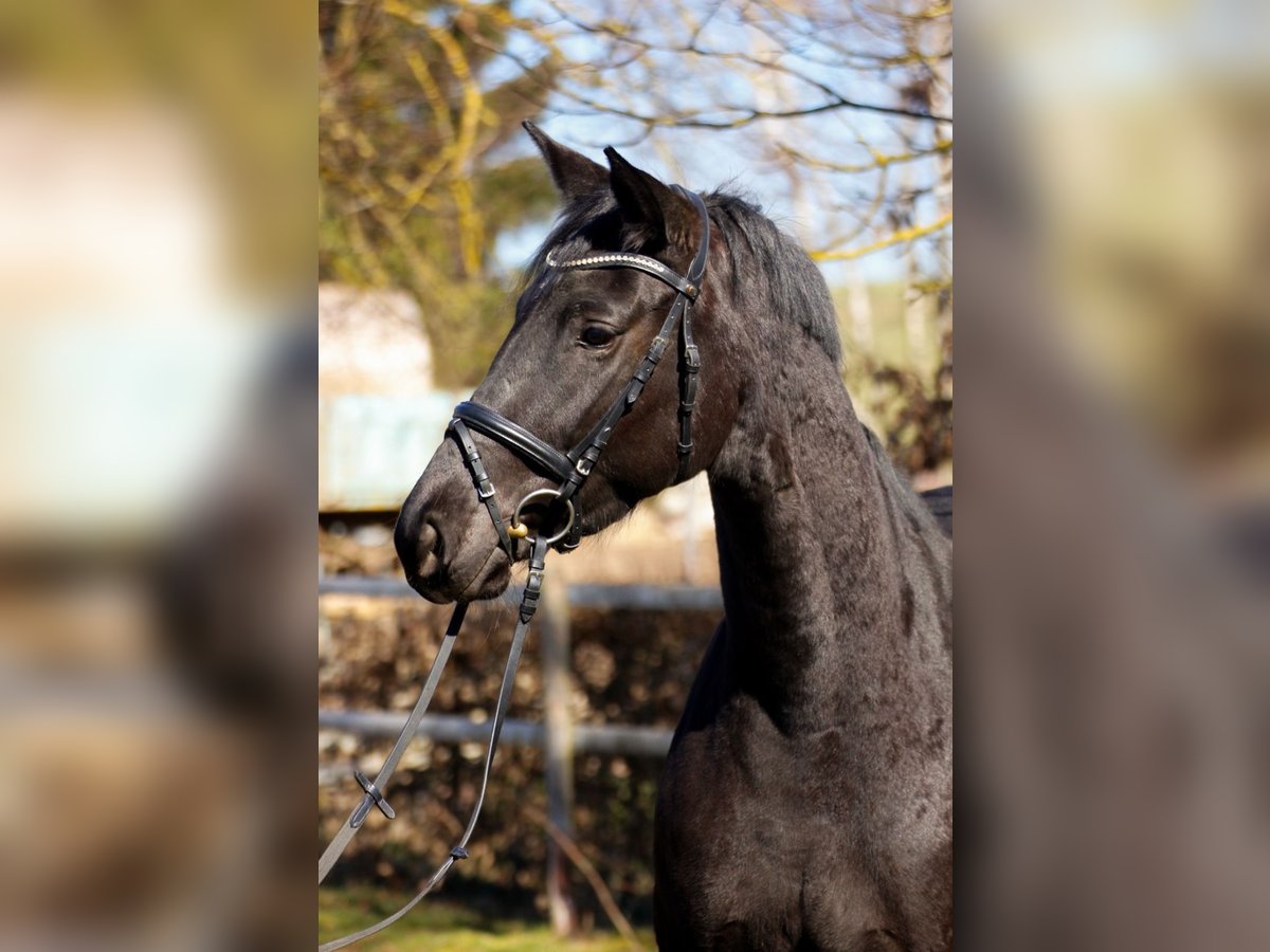 Trakehner Giumenta 9 Anni 168 cm Morello in Rückeroth