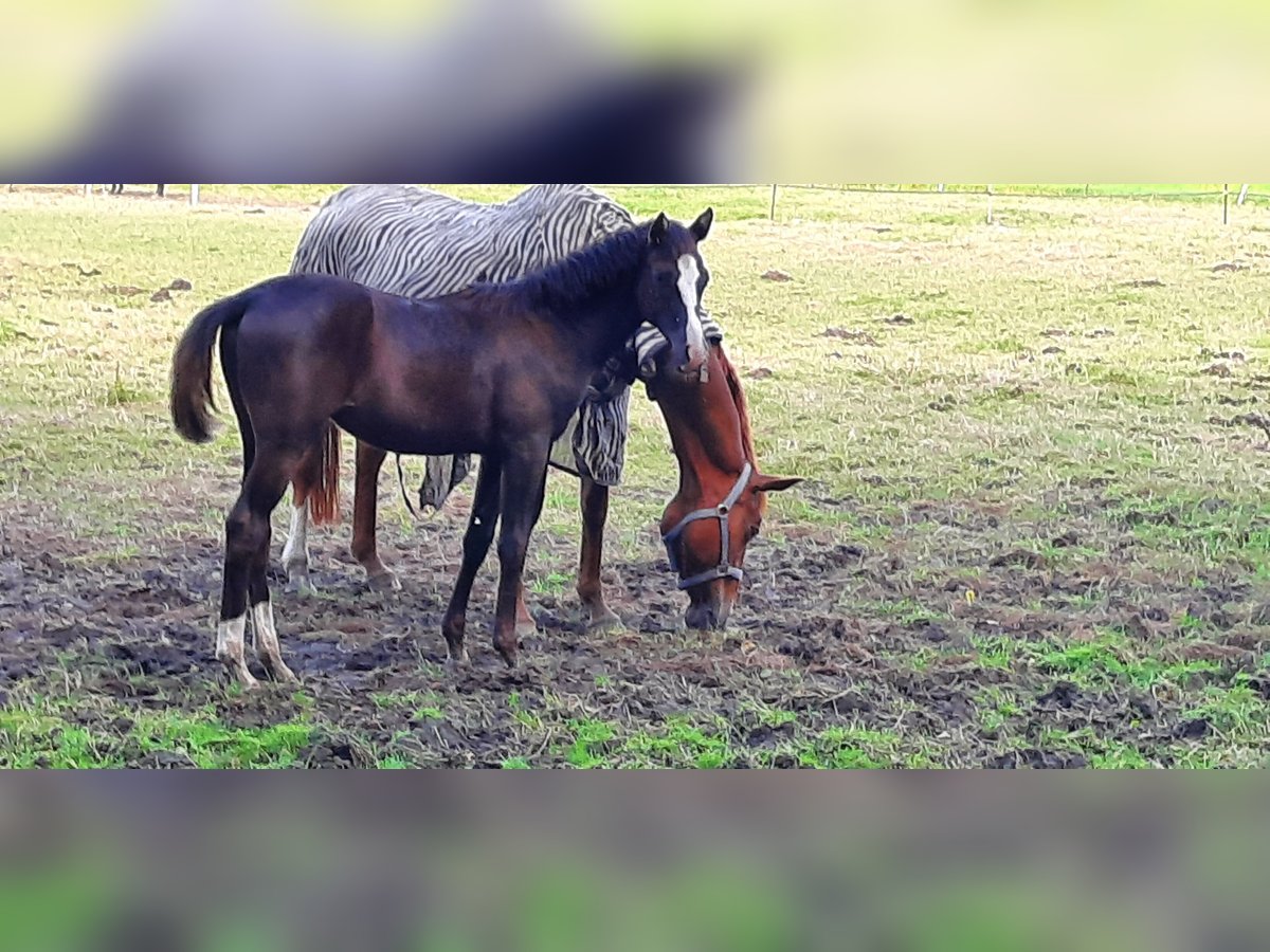 Trakehner Giumenta  Baio nero in Otterndorf