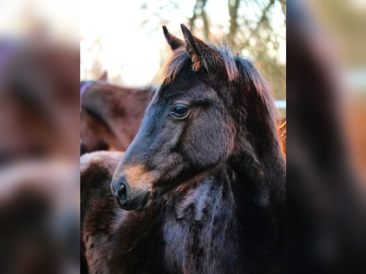 Trakehner Hengst 1 Jaar 160 cm Donkerbruin in Günzburg