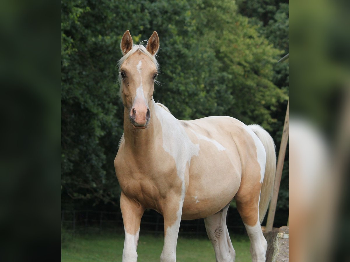 Trakehner Hengst 1 Jaar 162 cm Gevlekt-paard in Lüdersdorf