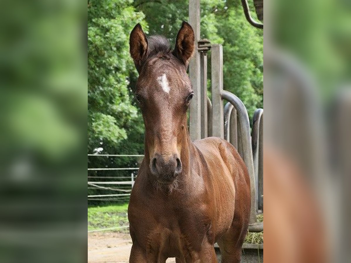 Trakehner Hengst 1 Jaar 165 cm Bruin in G&#xFC;nzburg