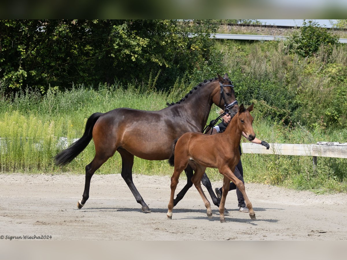 Trakehner Hengst 1 Jaar 168 cm Bruin in Scharbeutz