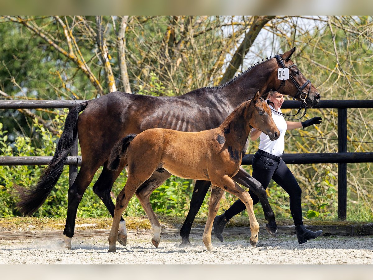 Trakehner Hengst 1 Jaar 168 cm Donkerbruin in Densborn