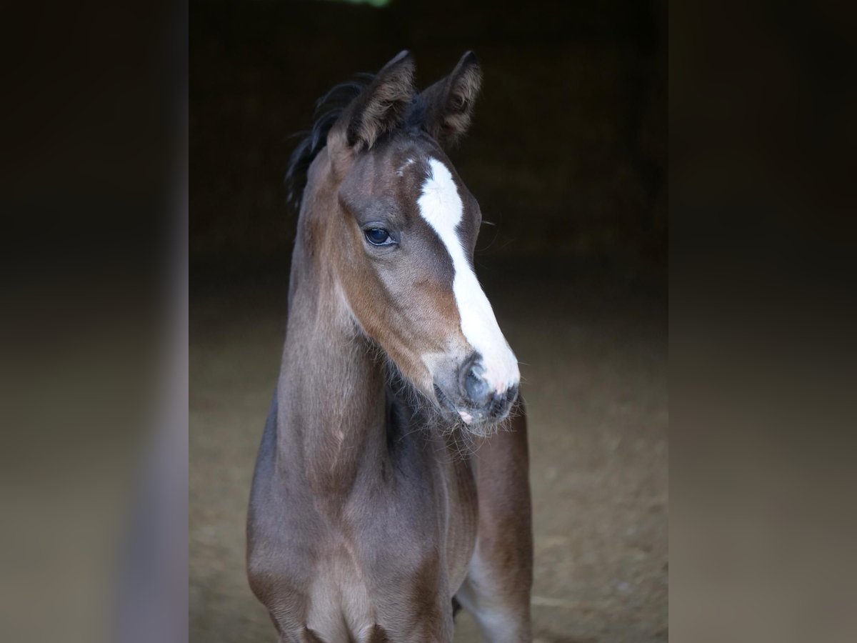 Trakehner Hengst 1 Jaar 168 cm Donkerbruin in Günzburg