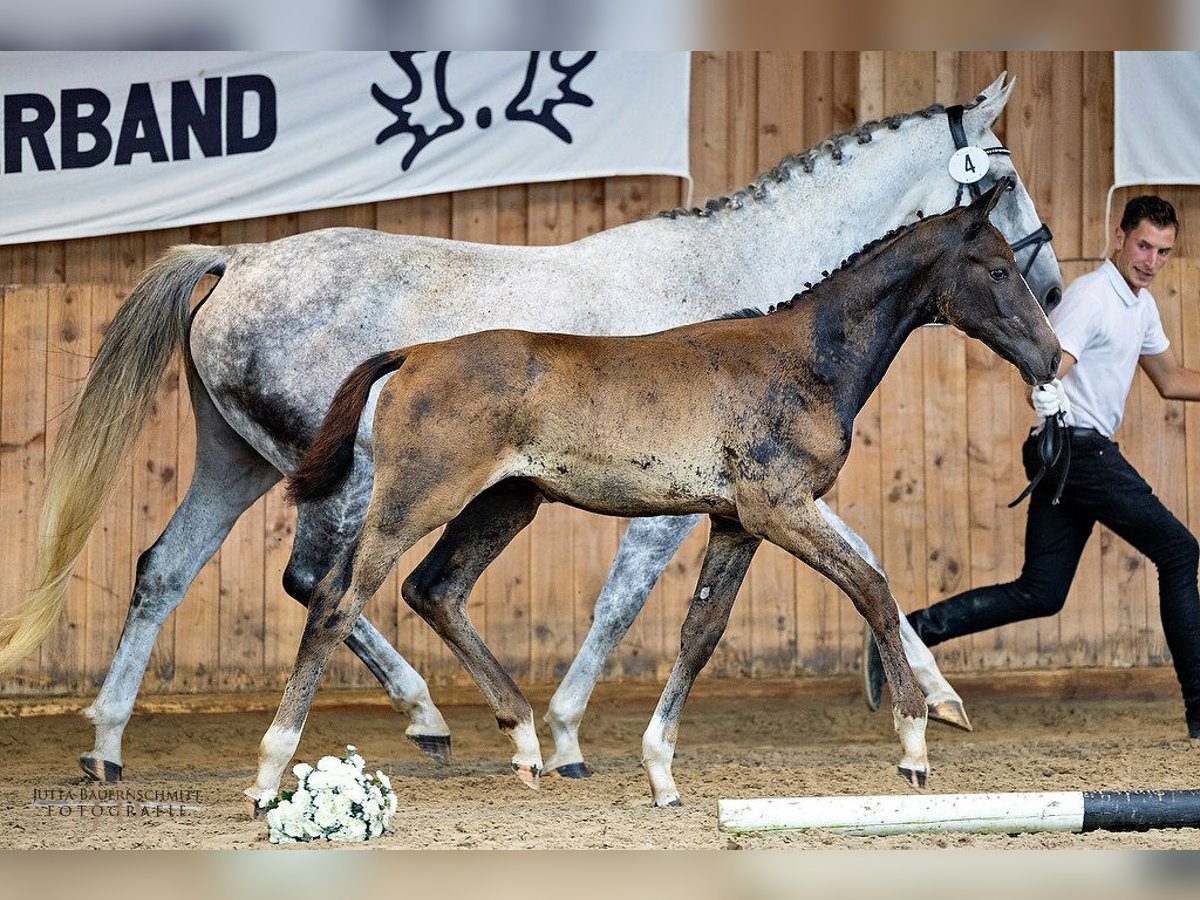 Trakehner Hengst 1 Jaar 168 cm in Gladenbach