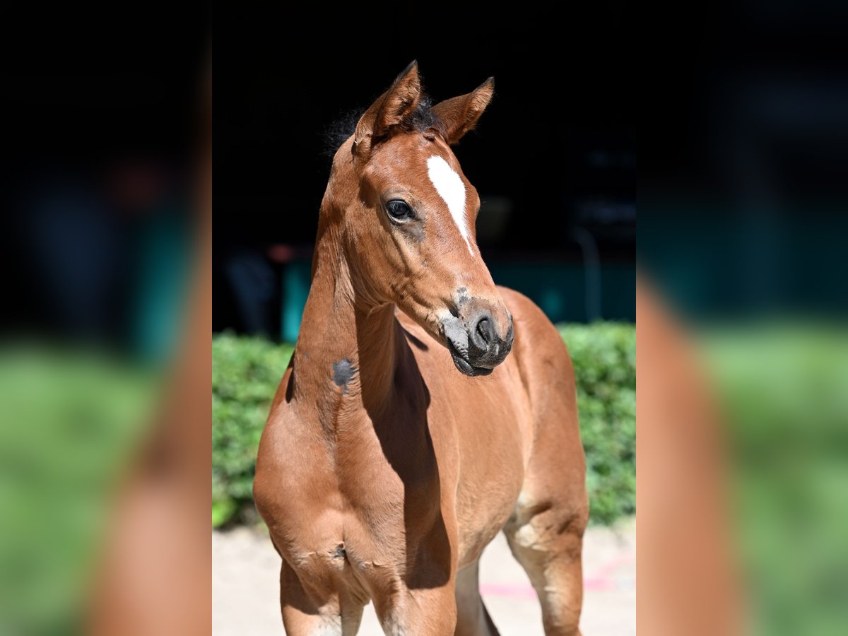 Trakehner Hengst 1 Jaar 170 cm Bruin in Walsrode