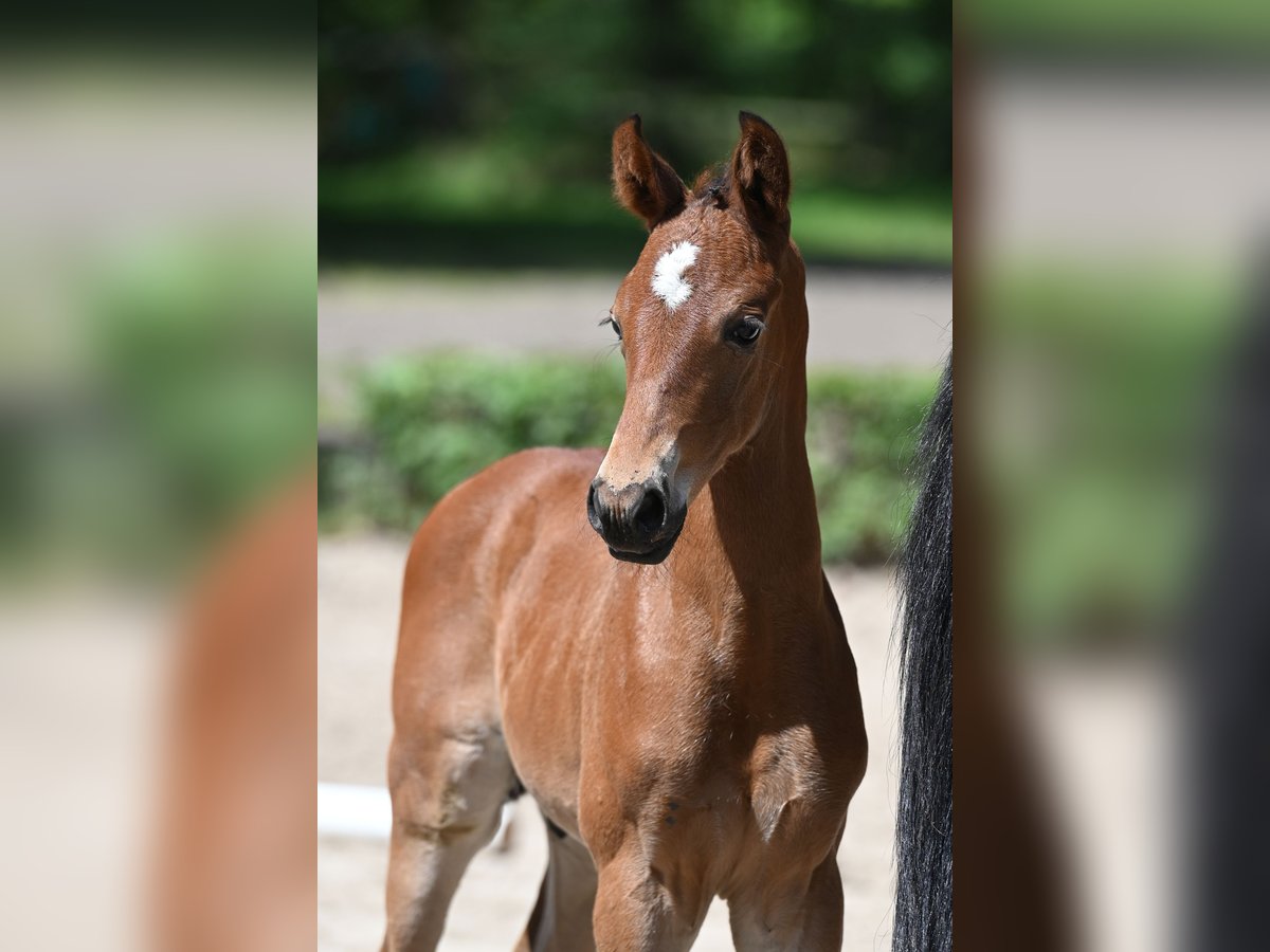 Trakehner Hengst 1 Jaar 170 cm Bruin in Salzhausen