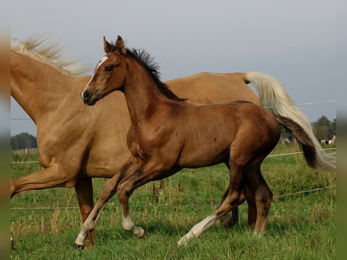 Trakehner Hengst 1 Jaar 170 cm Donkerbruin in Ruila