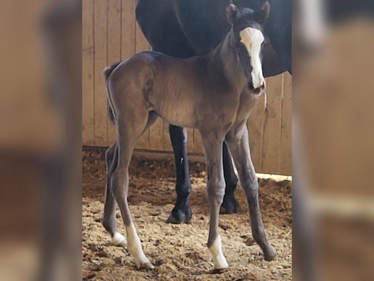 Trakehner Hengst 1 Jaar 170 cm Zwart in Adelsried