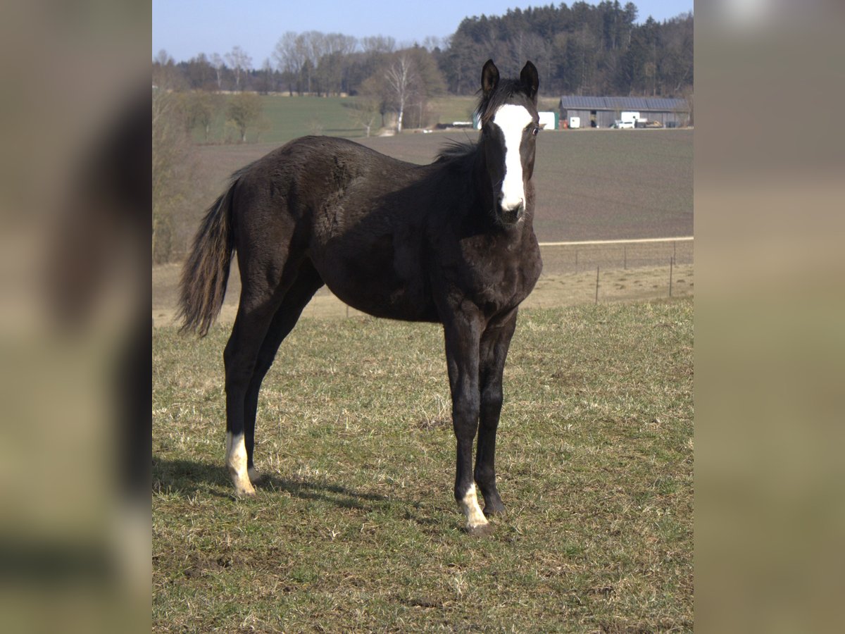 Trakehner Hengst 1 Jaar 170 cm Zwart in Adelsried