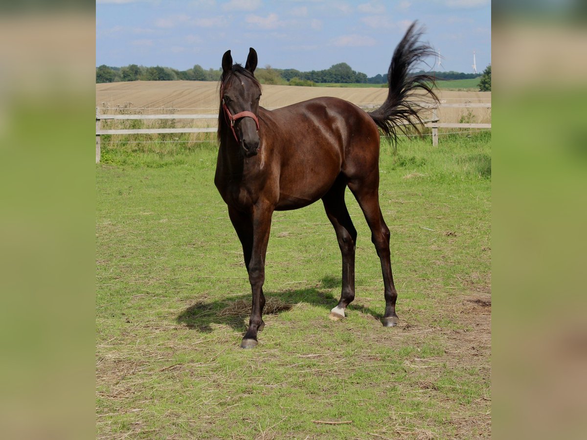 Trakehner Hengst 1 Jaar 170 cm Zwartbruin in Loissin