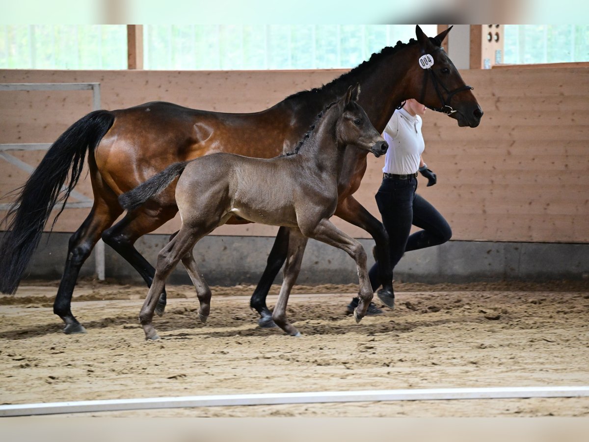 Trakehner Hengst 1 Jaar 170 cm Zwartbruin in Hilden